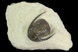 Bargain, Cornuproetus Trilobite Fossil - Morocco #119982-1